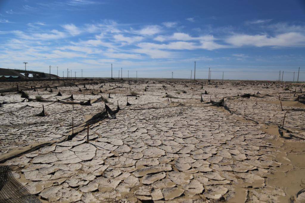 网格|发现最美铁路#临策铁路治沙人：戈壁滩上的“守护者”