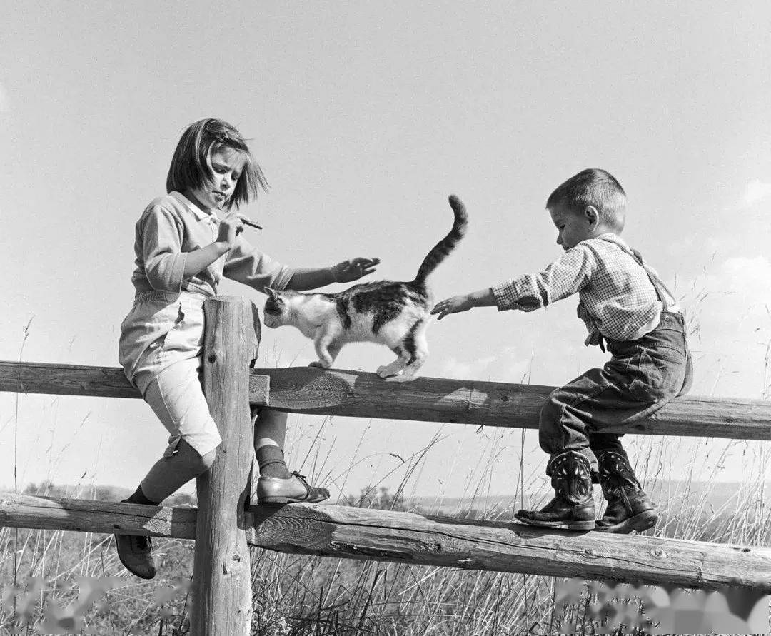 年拍|铲屎官必看!被誉为拍猫教父的他,70年拍猫历史全在这