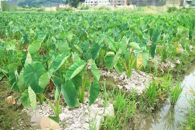 红芽芋种植管理 永泰这个农户有法宝