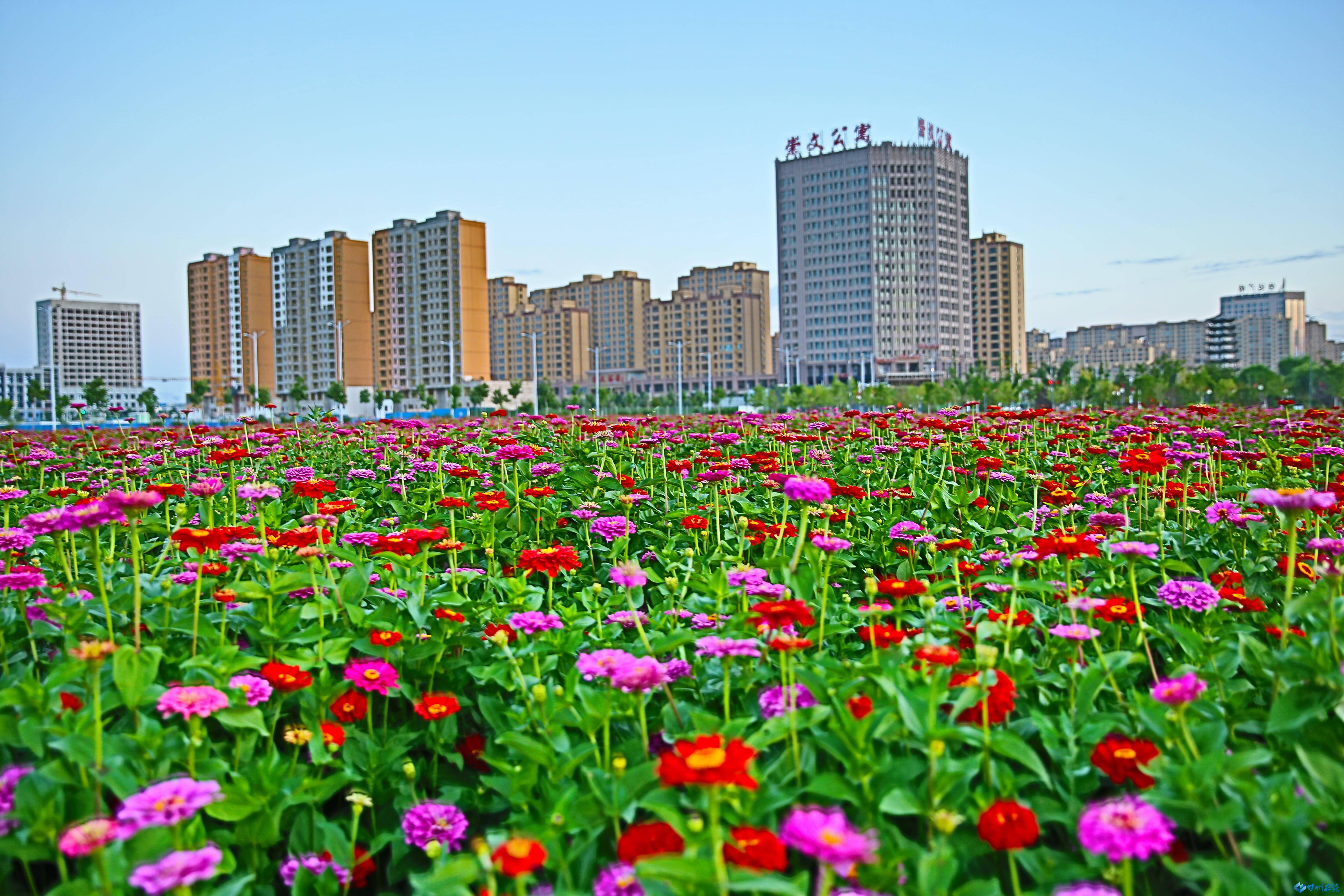 漫步城市各处花海,百花争奇斗艳,花团婀娜多姿,学子在花丛中晨读,高铁