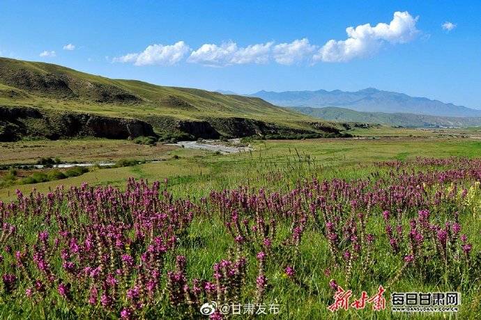 肃南|山花烂漫入诗行 牧歌悠扬醉云朵 盛夏肃南草原风光旖旎