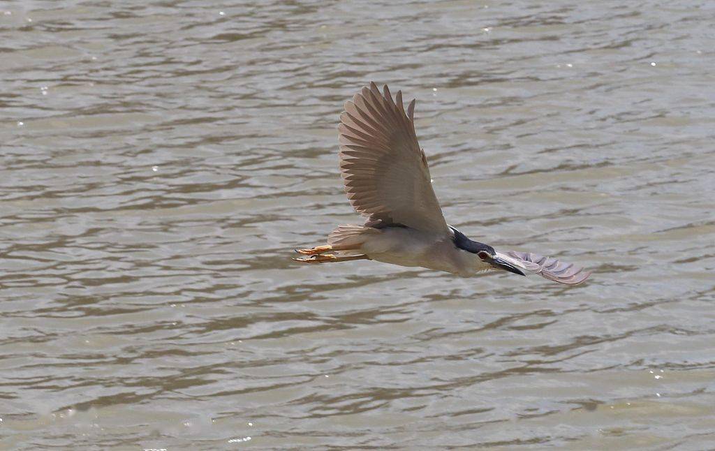 南京:长江江面上成群水鸟撒欢捉鱼