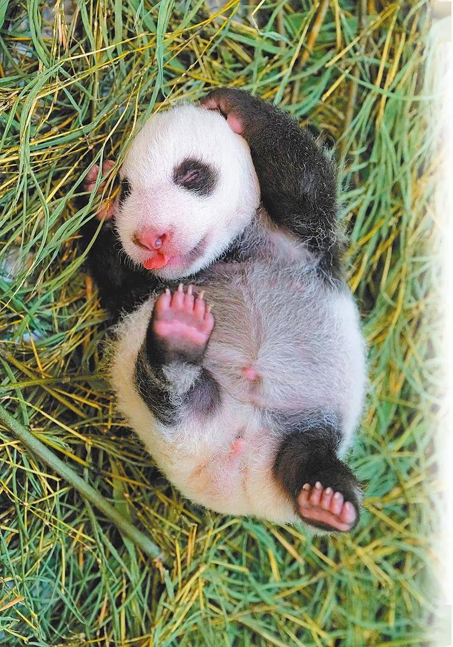 宝宝|圆仔妹又来啦！闭眼喝奶萌翻众人