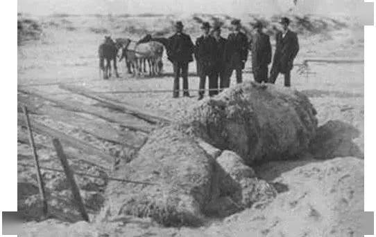 揭秘 日本1977年海怪尸体事件,它是世界上最后一只蛇颈龙