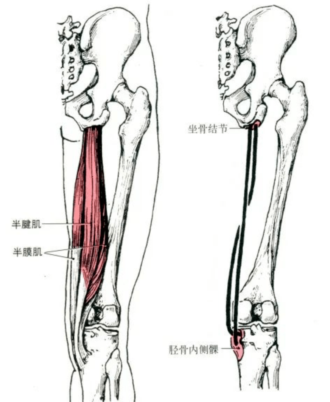 胫骨前肌,小腿三头肌的解剖