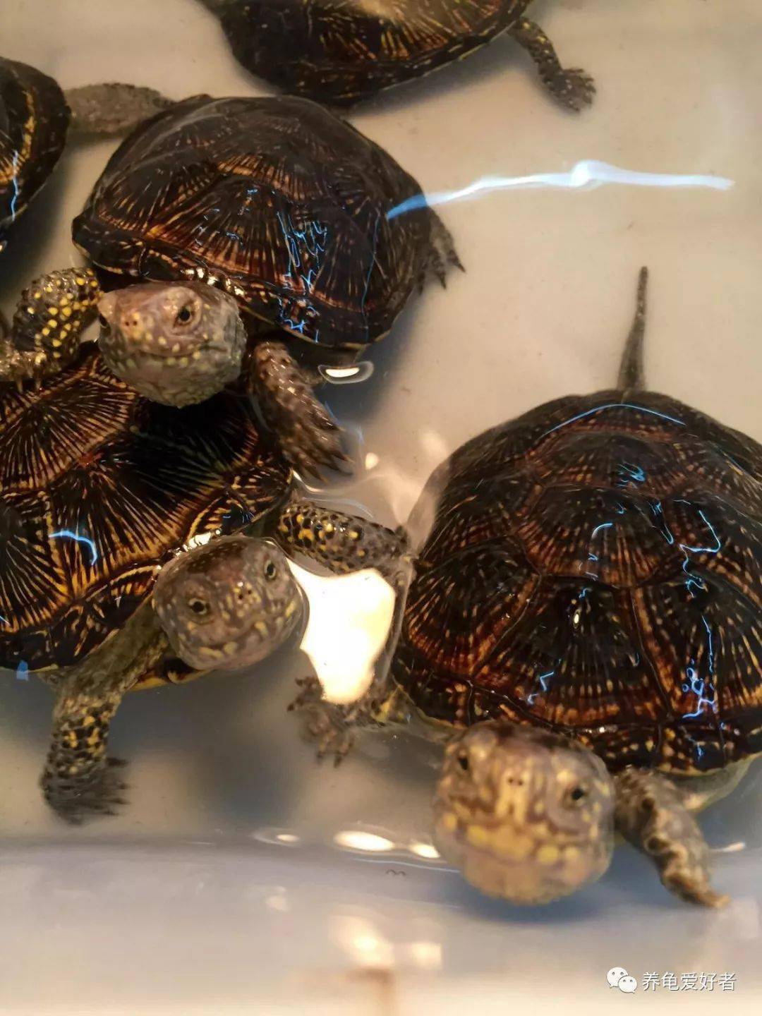 乌龟怎么看出来长大了 3c0415f535b34987a5efd04a81dfef4a.jpeg