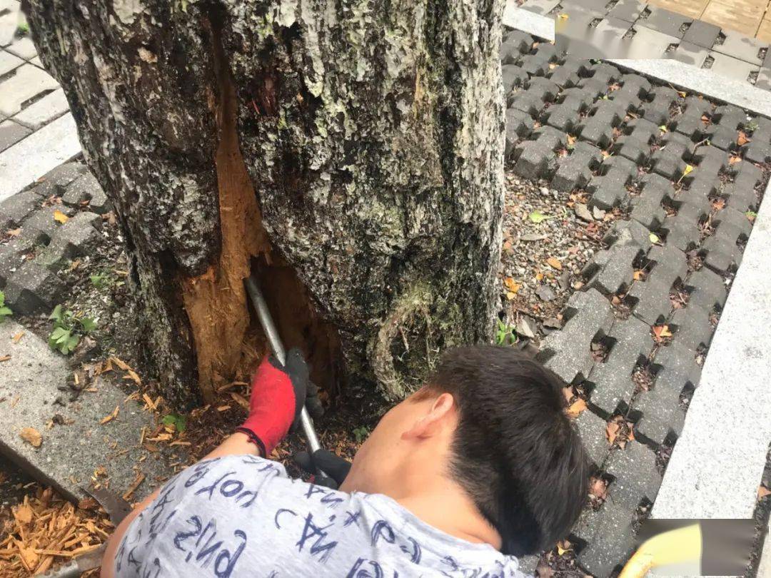 紧急丹东金光大道两棵百年银杏树病了紧急抢救