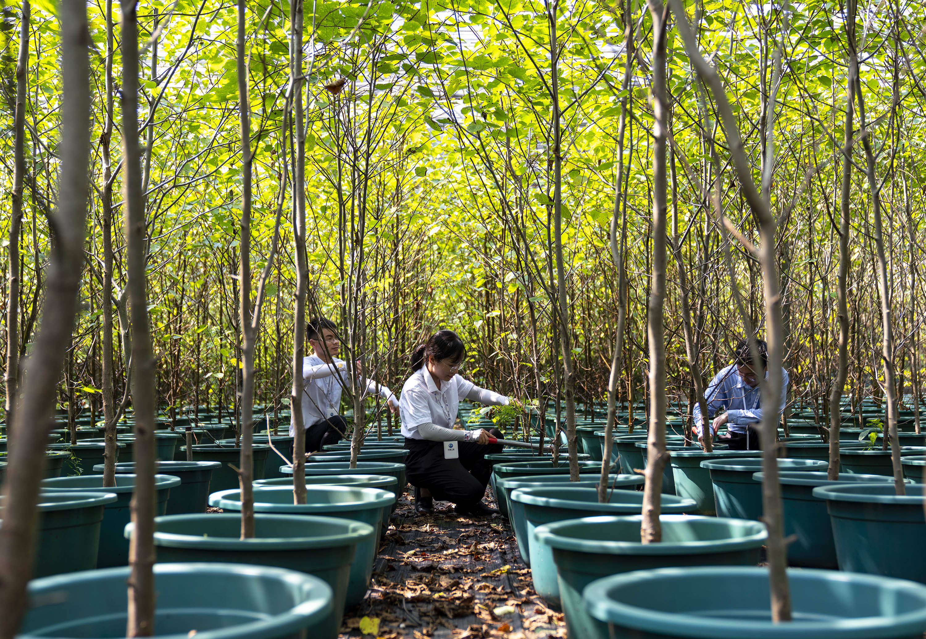 保护濒危珍稀植物 守护长江"物种基因库"