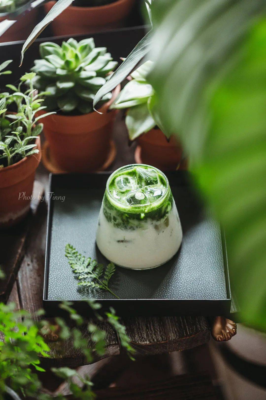 植物|她们的家，美得很让人种草