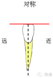 长轴斜交走行大小小大上颌中切牙下颌中切牙(七)下颌中切牙和下颌侧