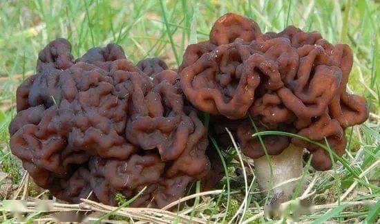 野生蘑菇上百种 市民食用要慎重_鹿花