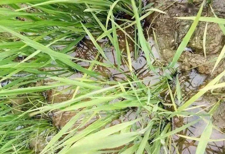 酸酸草的疗效 a911117fe6084215a16f1f6fd78c8561.jpeg