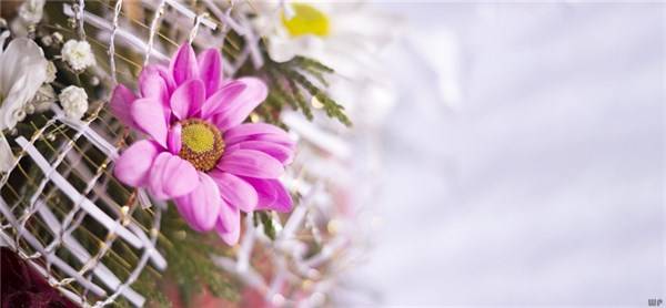 衷心祝福|学会乐观，别让琐事，挤走快乐；别让压力，影响心情，早安