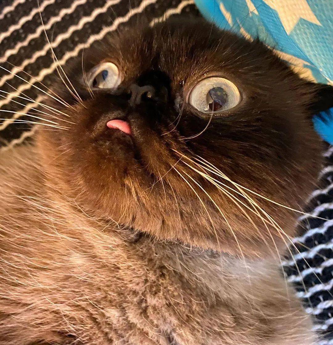 猫咪怎么样才会吐舌头 135f13ba90c44b729fbbd87c448e5093.jpeg