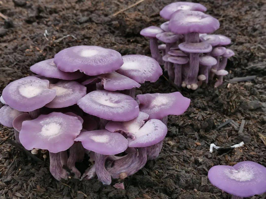 紫花脸蘑菇种植试验区