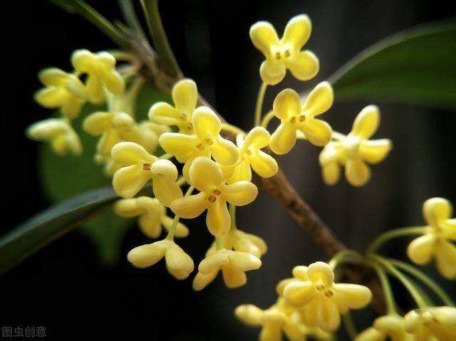 叶子最好看的桂花 74b64074c8264a68b49fbd04f332ba89.jpeg