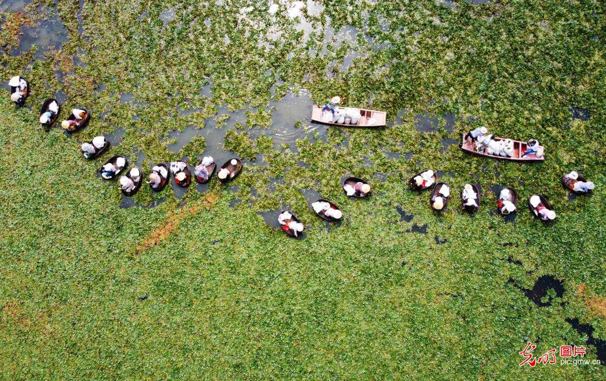 姜堰|江苏泰州：水乡采菱忙