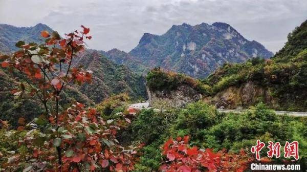 中新社|今日立秋 | 暑去凉来，硕果满枝头