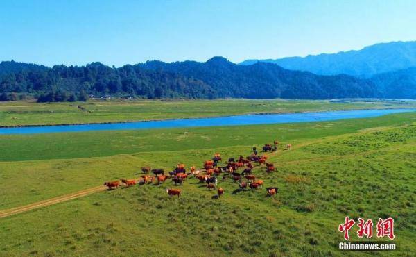 中新社|今日立秋 | 暑去凉来，硕果满枝头