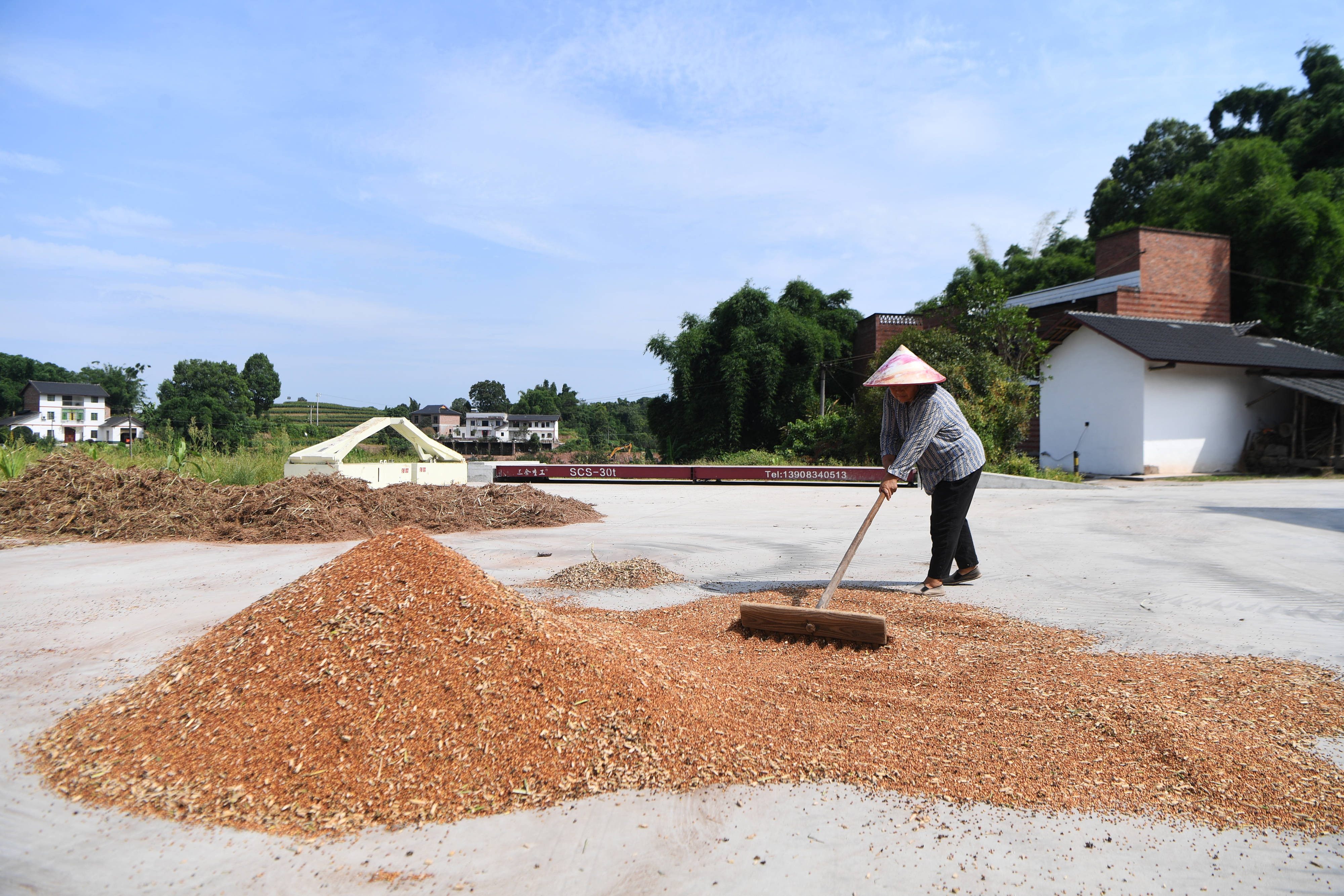 8月7日,工作人员在一处高粱种植示范基地晾晒酿酒高粱.