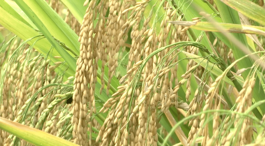 （今日立秋）立秋后天气还热吗