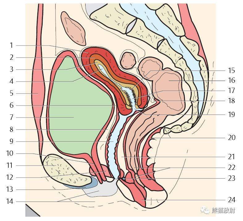 解剖收藏丨女性生殖系统,乳腺解剖图谱