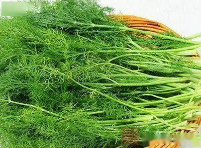 现在能种小茴香吗 ed0933ec24d6422f9cf37328a7d519a9.jpeg