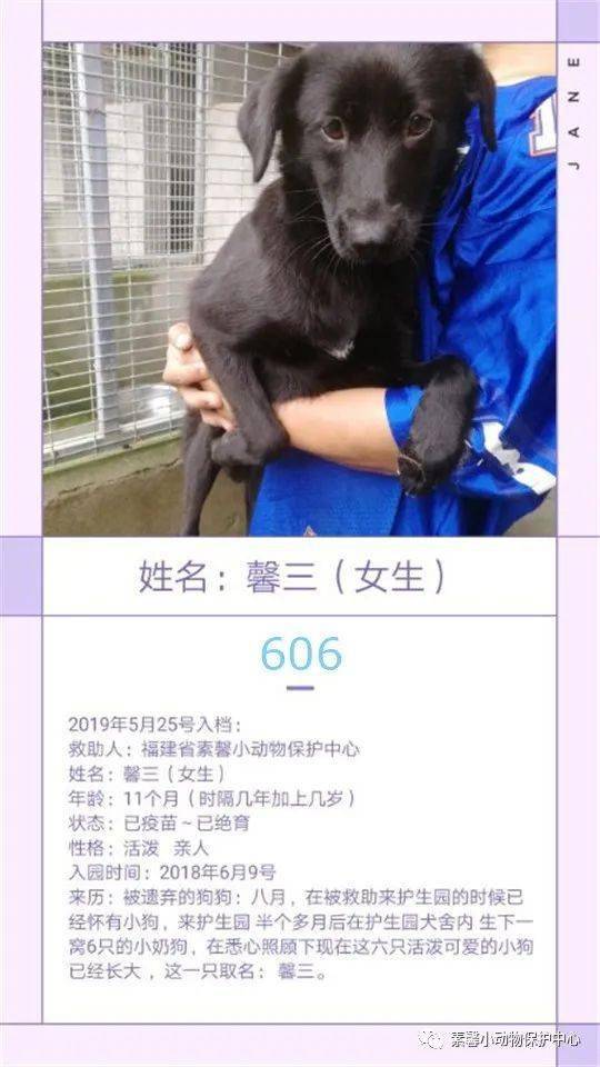 狗狗|流浪狗狗助养计划 | 素馨小动保护生园基地动物小档案(584-611)共10只