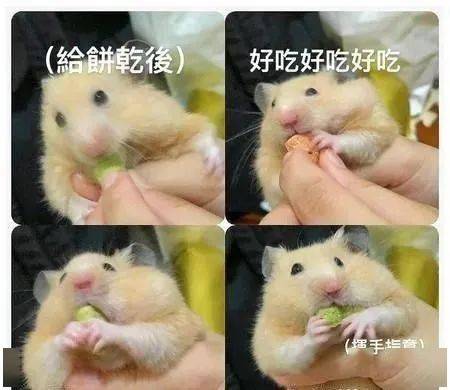画面|原来小动物拍照也会摆POSE!网友意外捕捉到一个经典画面