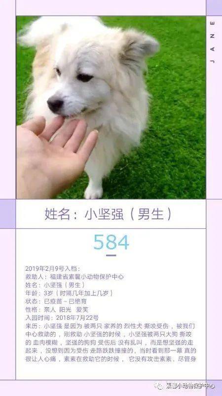 狗狗|流浪狗狗助养计划 | 素馨小动保护生园基地动物小档案(584-611)共10只