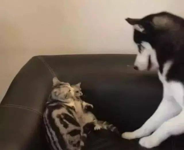 二哈吓唬第一次见面的小猫,喵妈一巴掌就把二哈打晕了!