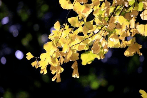 林清玄|夜读｜黄花深巷，红叶低窗……体会林清玄的《秋色一片》