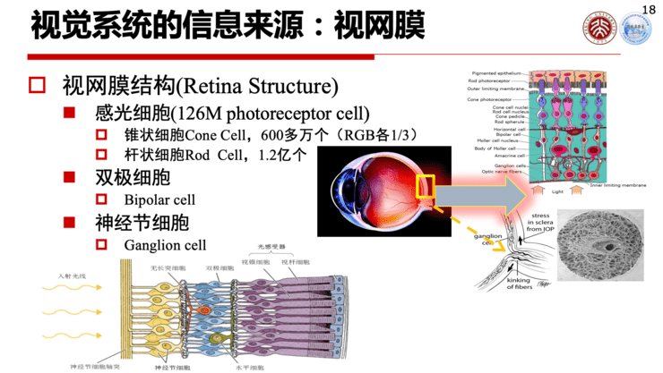 视觉系统最前端是视网膜,它的结构是由感光细胞,双极细胞和神经节细胞