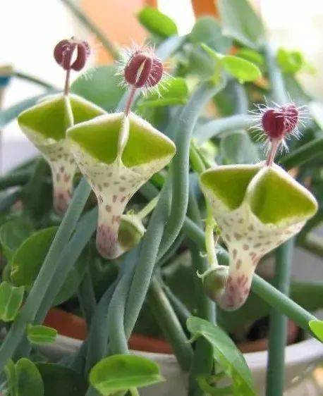 绿叶|稀世奇花今天终于开了！1500年才拍到一次！见者增福添寿！