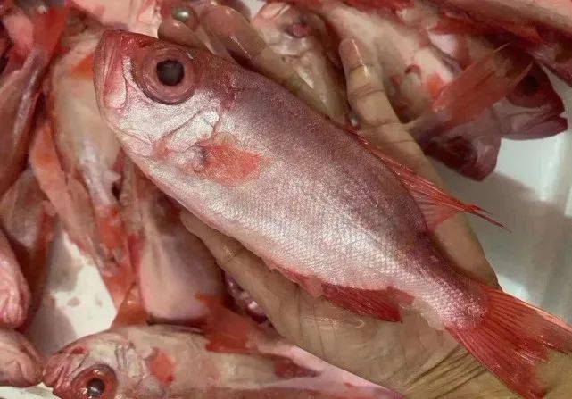 此鱼名叫大眼鲷俗称大眼鸡,大眼鸡鱼其实是广东话,意思是眼睛很大的