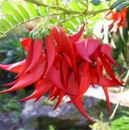 绿叶|稀世奇花今天终于开了！1500年才拍到一次！见者增福添寿！