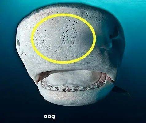 鲨鱼周嘴超大是种什么体验鲸鲨谢邀
