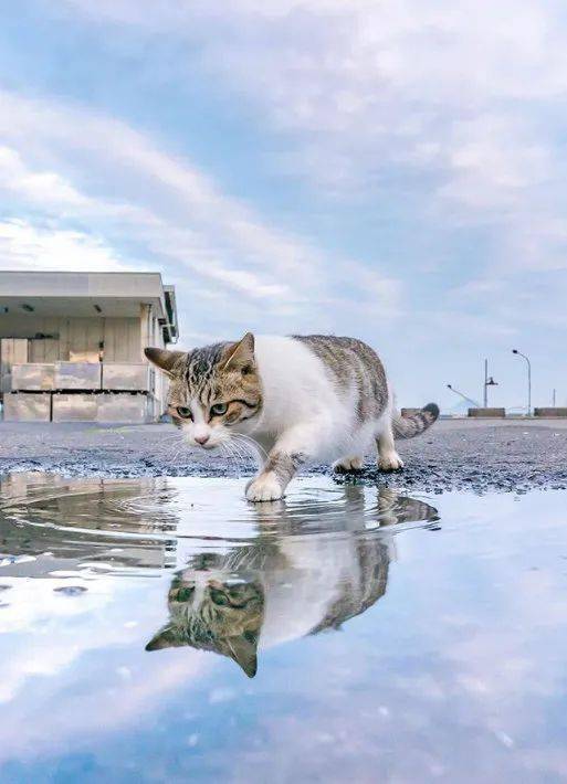 摄影师在雨后捕捉到,猫与自己的水中倒影互动,画面!