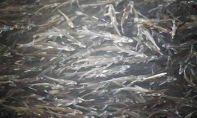 生命|湟鱼洄游路上的 生命之歌