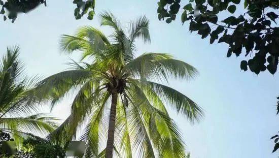 热带雨林|还好吃!【逛吃】西双版纳不仅美