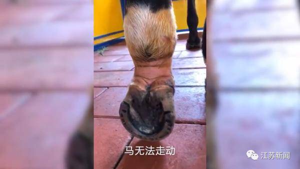 噩耗传来|3男子骑马冲进海里救起12岁男孩！半个月后，噩耗传来…