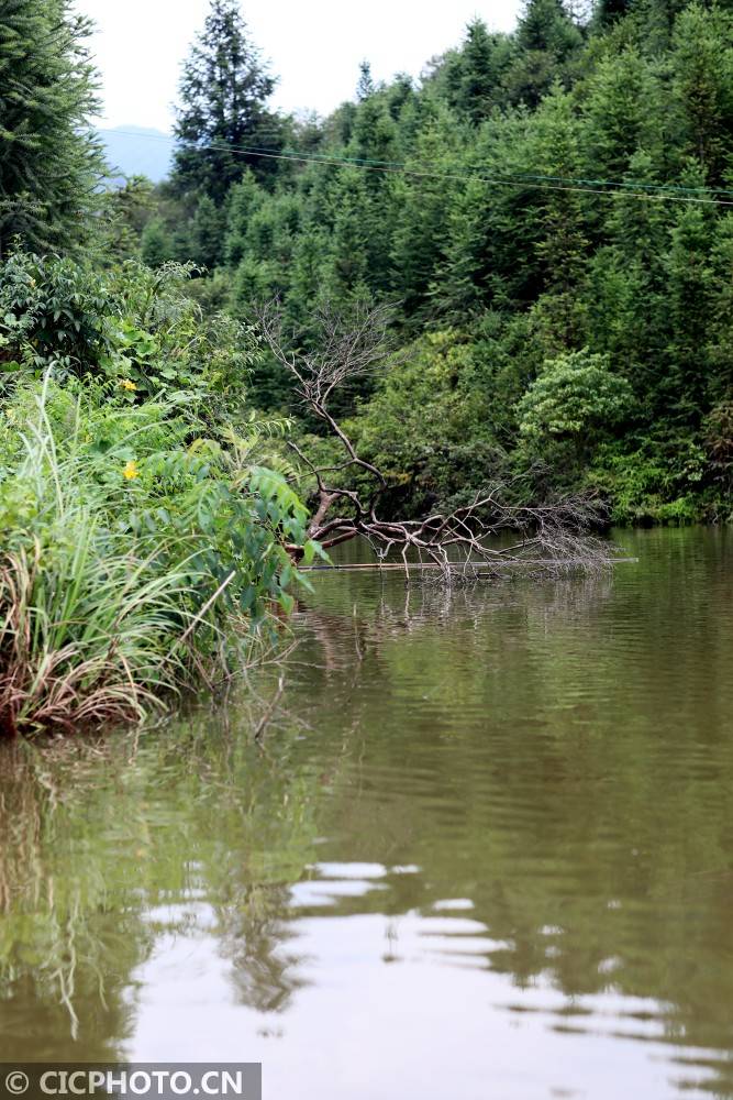 索氏|江西莲花：索氏桃花水母现山塘