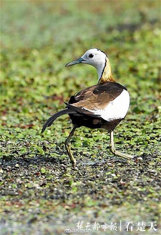 鸟类|武汉一大学成鸟类天堂