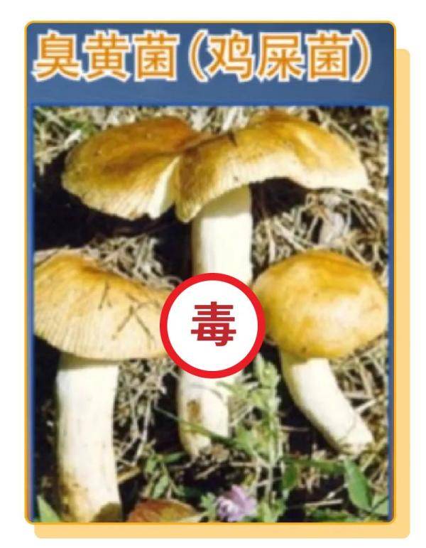 杨维涵|云南人吃菌等级考试