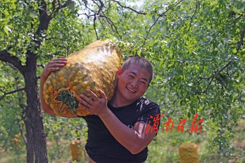 王晓宁|大荔沙苑20万亩水枣受到外地客商的青睐