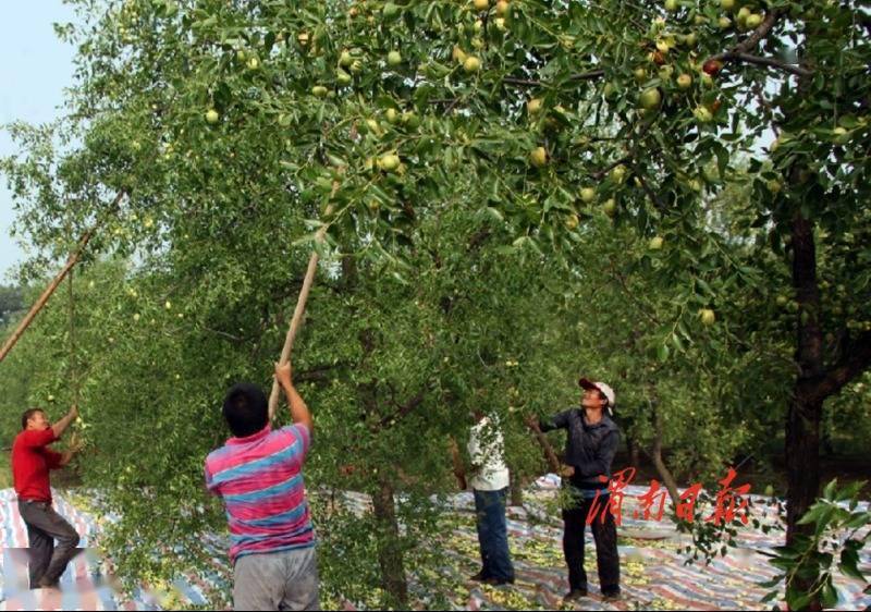 王晓宁|大荔沙苑20万亩水枣受到外地客商的青睐