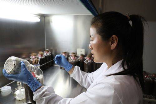 祁连山|祁连山野生菌物“卫士”暑期研究忙