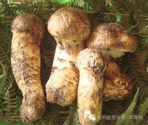松茸图片高清图 2fc65d2fedcd4565a597f0d08cafcdbe.jpeg