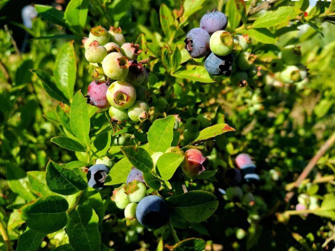 为了让天南海北的人们品尝到大兴安岭野生蓝莓的美味,蓝莓被赋予了