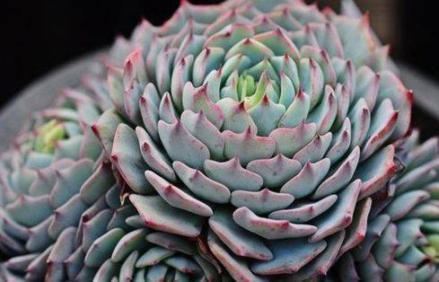什么是植物的繁殖器官 e99ceedd1e584965ac99b87cfdc71419.jpeg